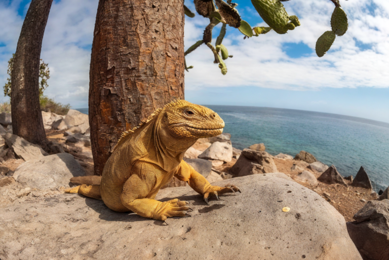 galapagos iguana