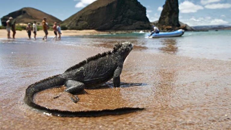 iguana galapagos